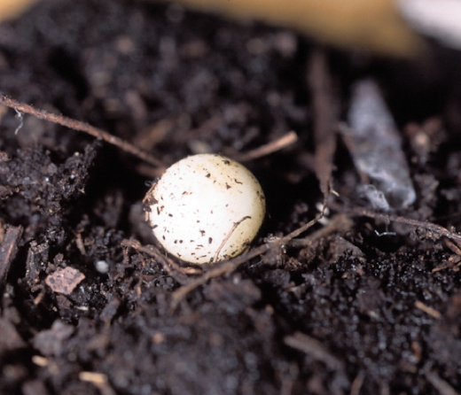 <p>most insects lay eggs</p><p>as seen by scarab beetle</p>
