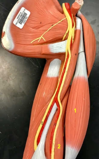 <p>What is the muscle indicated by the yellow 2?</p>