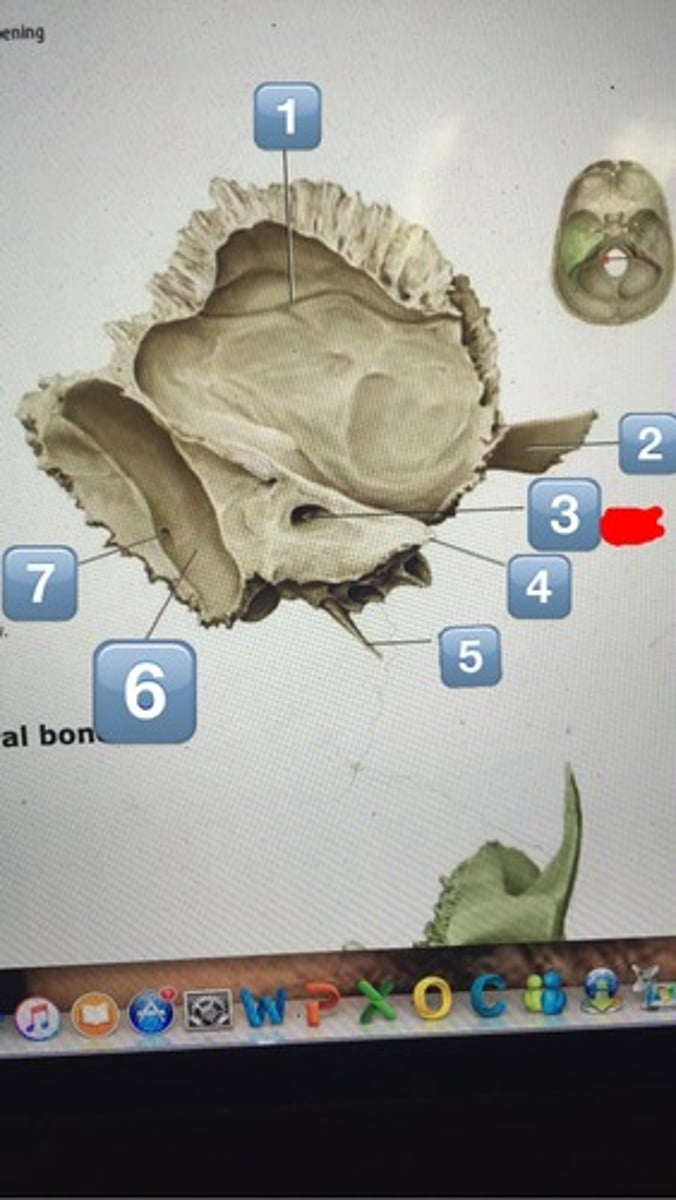 <p>Name the following numbers:</p><p>2-3, 5</p>