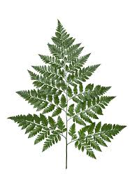 <p>Leatherleaf - Chamaedaphne</p>