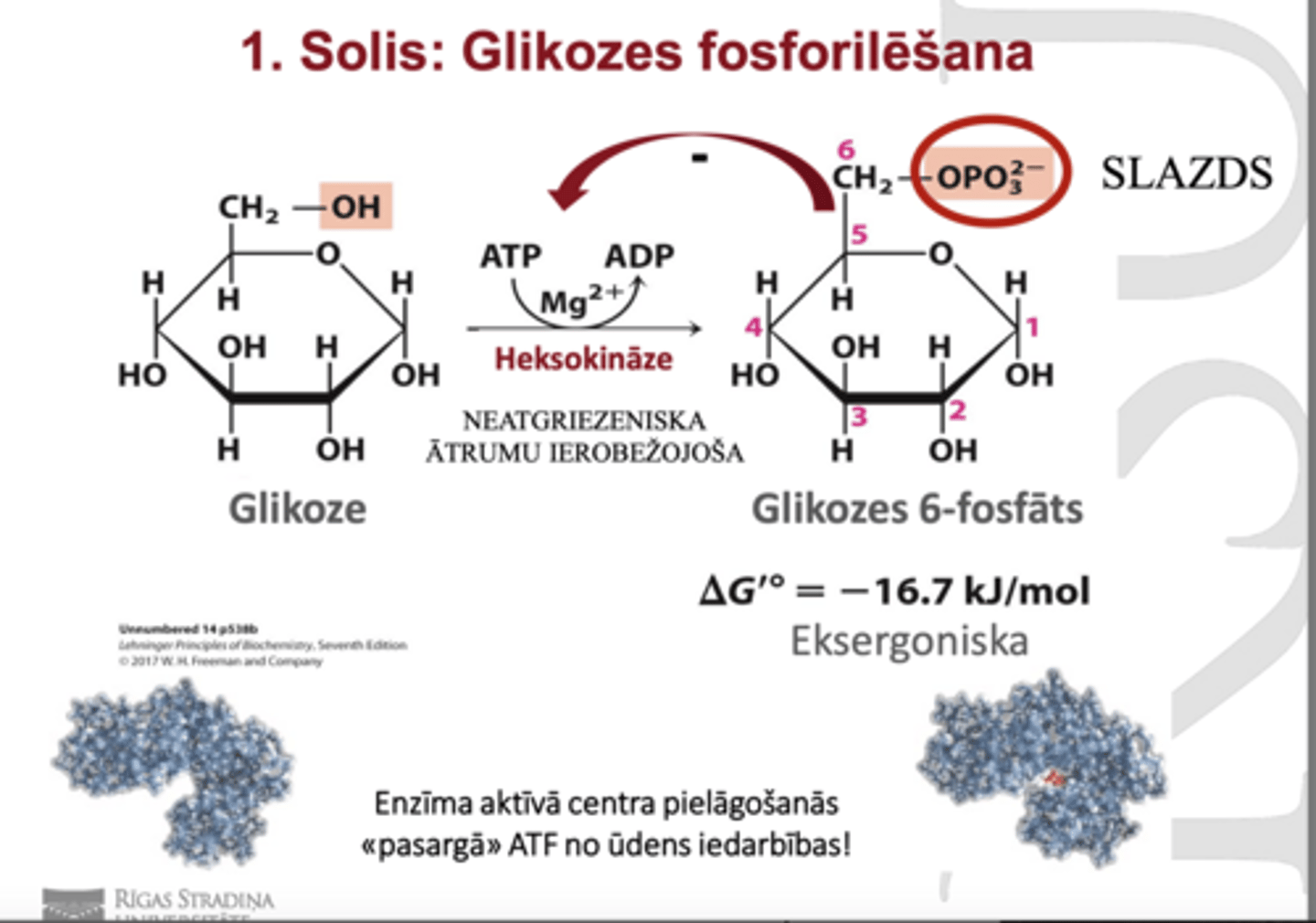 <p>šis enzīms katalizē reakciju 1. glikolīzes solī</p><p>Glikozi fosforilizē par Glikozes-6 fosfātu izmantojot ATP.</p><p>Iesloga glikozi šūnā (tā vairs netiek ārā)</p>