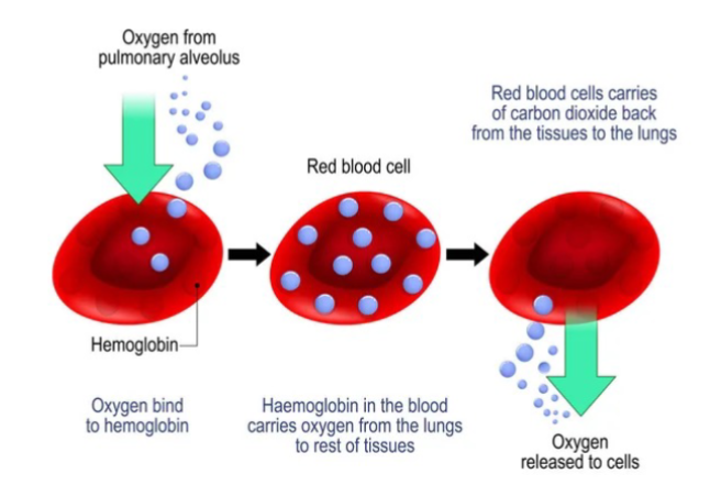 <ol><li><p>Oxygen from the pulmonary alveolus binds to hemoglobin</p></li><li><p>Hemoglobin in the blood carries oxygen from the lungs to rest of tissues</p></li><li><p>Red blood cells carry carbon dioxide back from the tissues to the lungs</p></li></ol>
