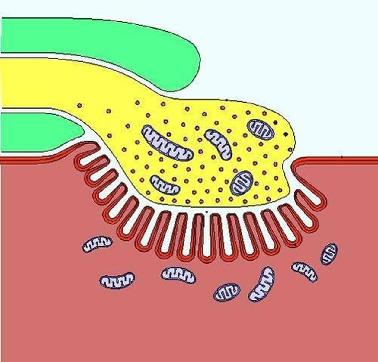 <p>Chemical neurotransmitters that are released from the presynaptic membrane.</p>