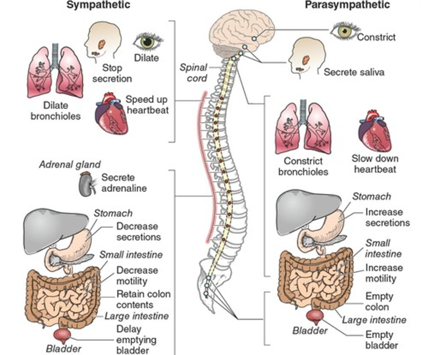 <p>To arouse the body to expend energy and mediate the fight-or-flight response.</p>