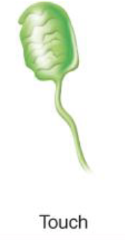 <p>Relating to the sense of touch, heat, and pain, detecting pressure or damage to the skin.</p><p>(Touch, Heat, Pain)</p>