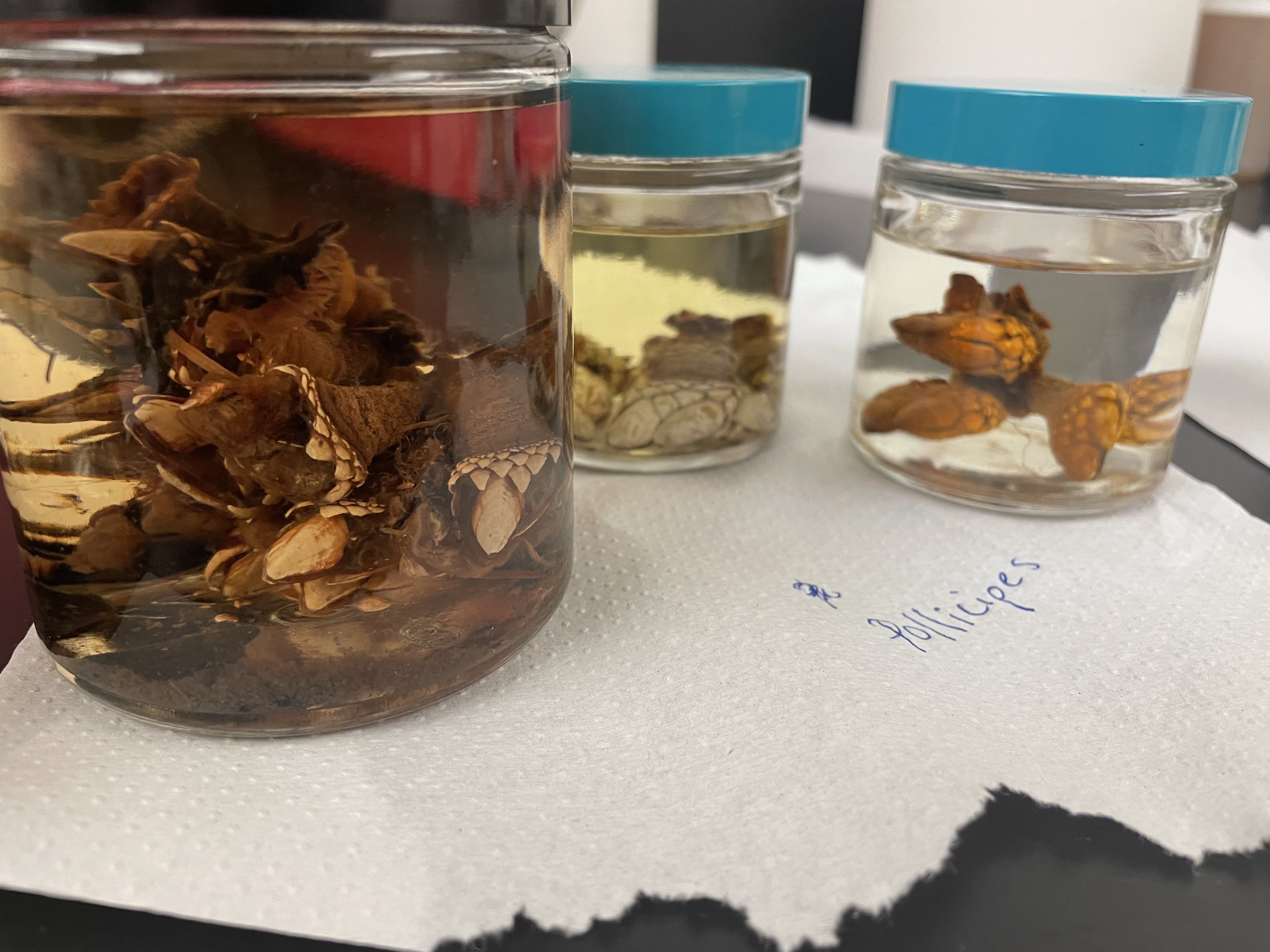 <p>Subphylum: Crustacea</p><p>Order:Cirripedia</p><p>Genus: Pollicipes</p>