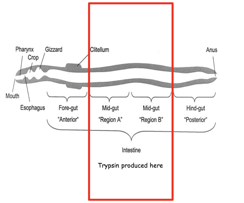 In region A-B aka The mid gut region between the intestine