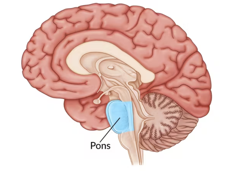 <p>Part of Reticular Formation;</p><p>Important in <strong>sleep, arousal, sensory analysis, and movement</strong></p>