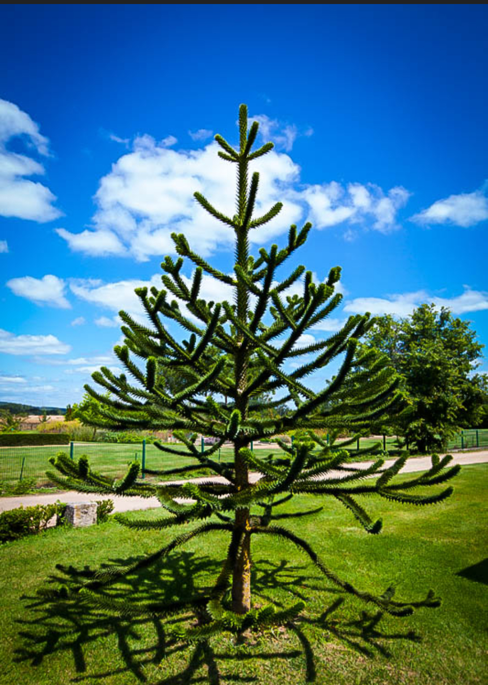 <p>“Monkey-puzzle tree”</p>