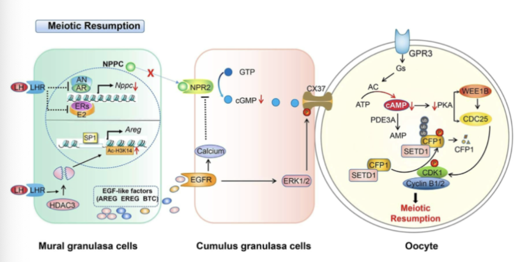 <ol><li><p>LH-induced reduction in oocyte cAMP</p><ol><li><p>NO LH RECEPTORS ON OOCYTE — ACTS ON GRANULOSA CELLS</p></li><li><p>LH increases granulosa cell cAMP</p></li><li><p>increases PDE1 and PDE5</p></li><li><p>decreases cGMP</p></li><li><p>PDE3A block is released in oocyte</p></li><li><p>conversion of cAMP to AMP</p></li></ol></li><li><p>LH-mediated stimulation in EGF-like molecules (EGF-LP)</p><ol><li><p>A-Reg, E-Reg act through EGF receptor (EGFR) in granulosa/cumulus cell to reduce cGMP transport through the oocyte</p></li><li><p>block NPR2</p><ol><li><p>blocks cGMP production</p></li></ol></li><li><p>block gap junctions</p></li></ol></li></ol><p></p>