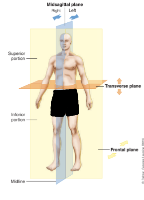 <ul><li><p>imaginary vertical and horizontal lines</p></li><li><p>divide the body into sections for depscriptive purposes</p></li></ul><p></p>