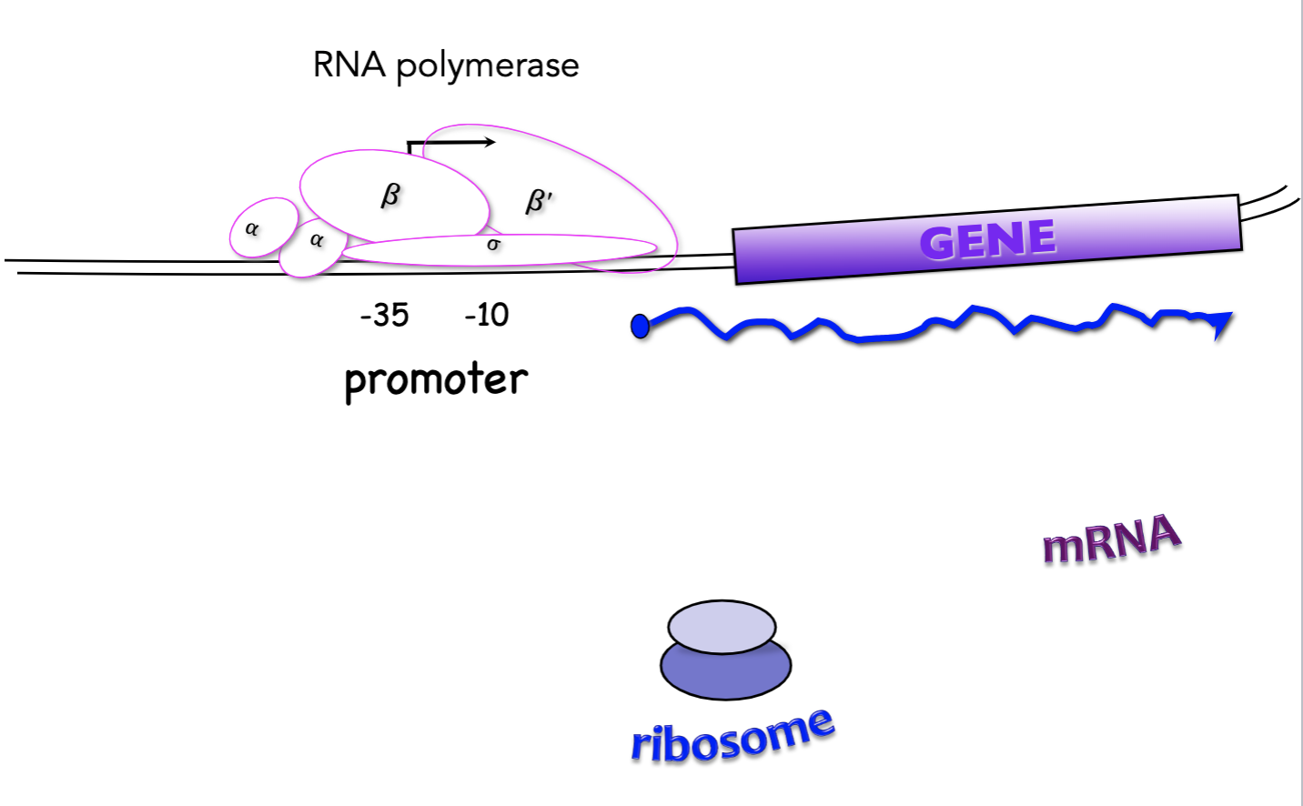 <p>-35 and -10</p><p>RNA polymerase binds to the promoter region to begin transcription</p>