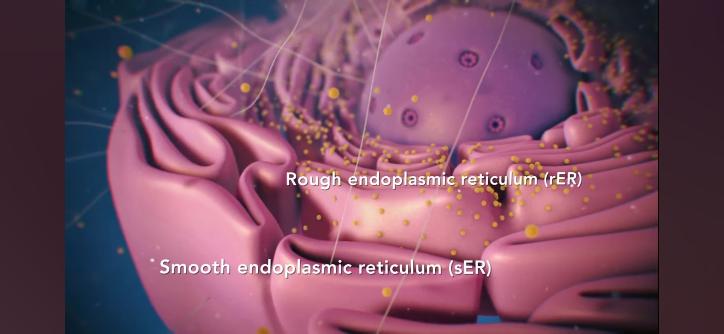 <p>endoplazmatické retikulum</p>