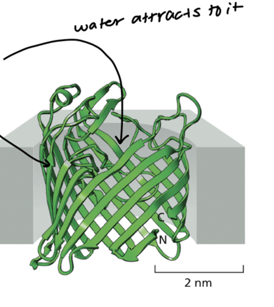<p>They are water-filled channels (water filled beta barrels) in the outer membrane of bacteria and mitochondria (mitochondria was originally an early bacteria that was engulfed)</p>