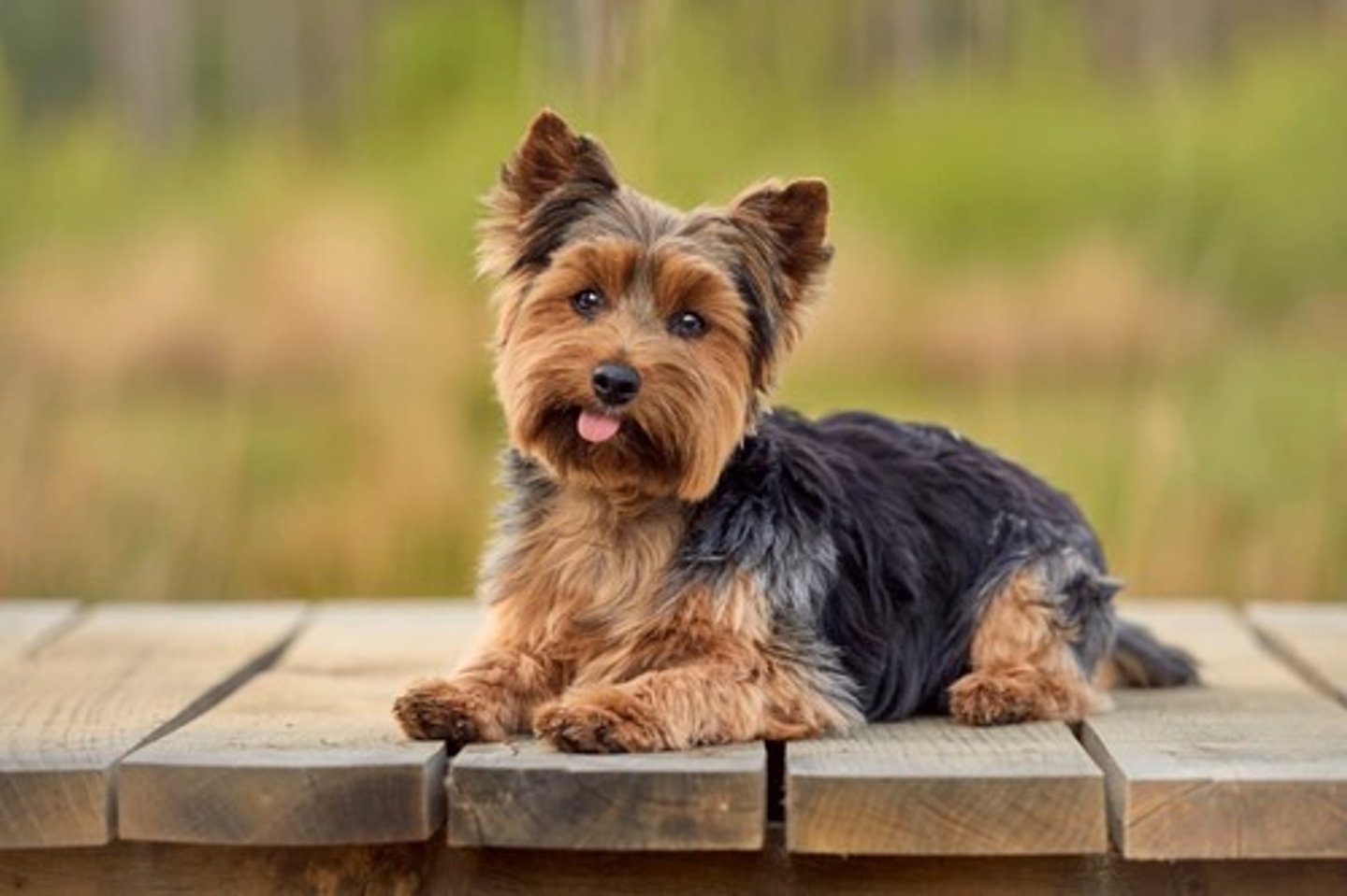 <p>What breed is this? What was it developed for? What are two visual characteristics?</p>