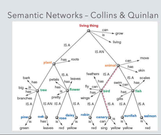 <p>Represent how concepts are represented in mind</p><ul><li><p>Concept are not stored in isolation</p></li><li><p>Concepts are interconnected in network</p></li></ul>