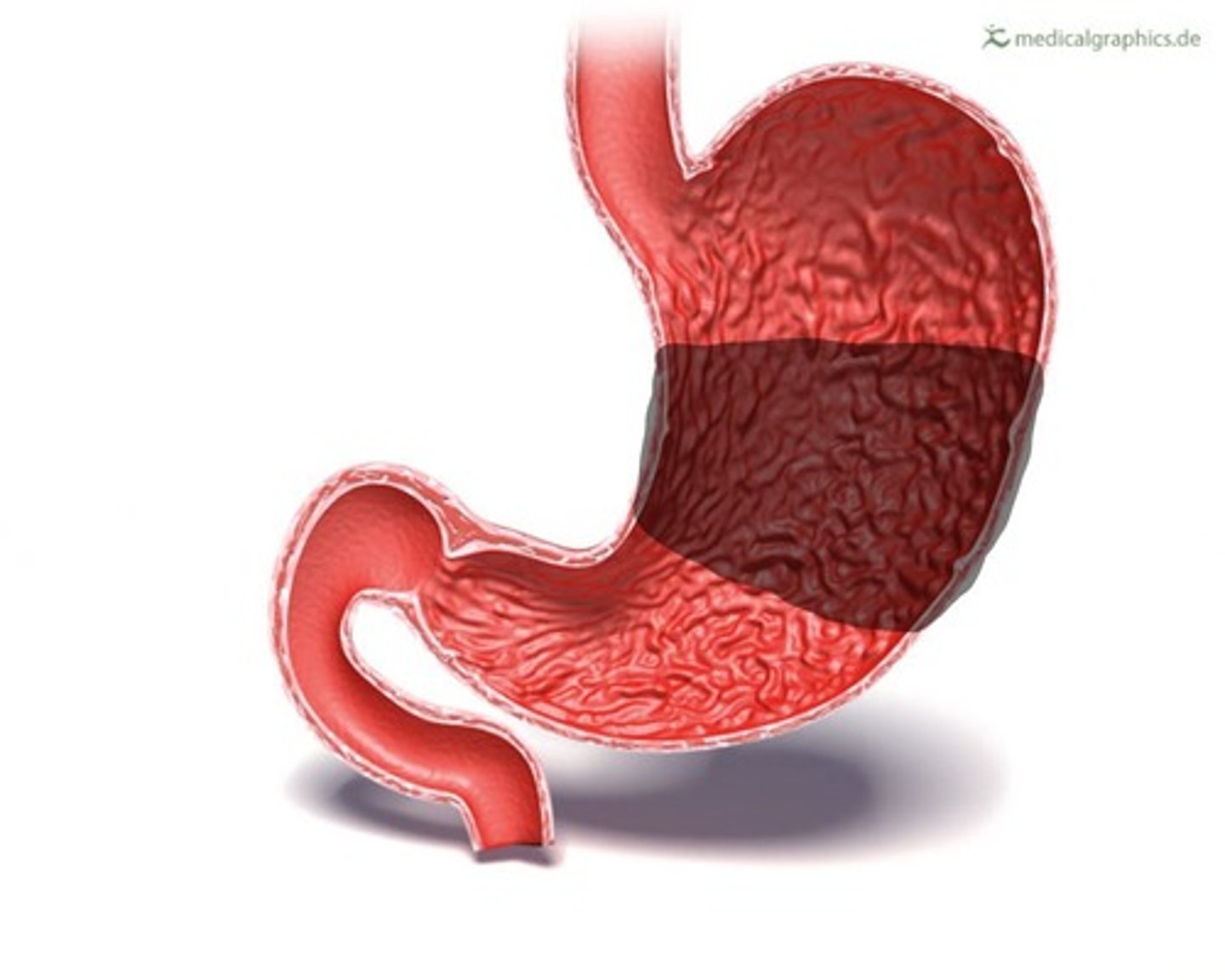 <p>Middle region of the stomach</p>