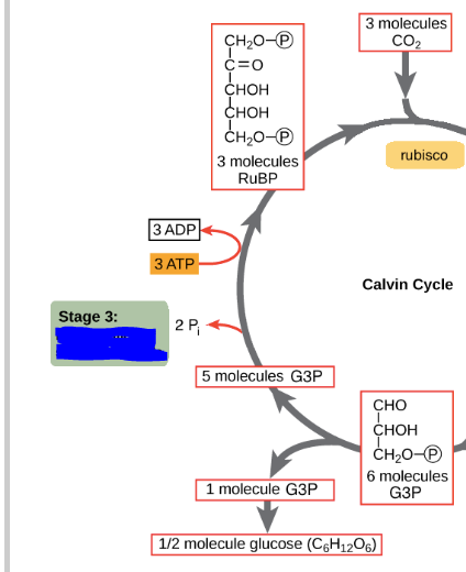 <p>The stage in which some G3P molecules go to make glucose while others are recycled to generate the RuBP acceptor molecules. ________ requires ATP and involves a complex network of reactions.</p>