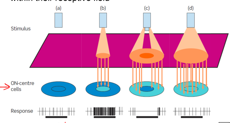 <p>cells respond to differences in intensity (contrast) within their receptive field</p>