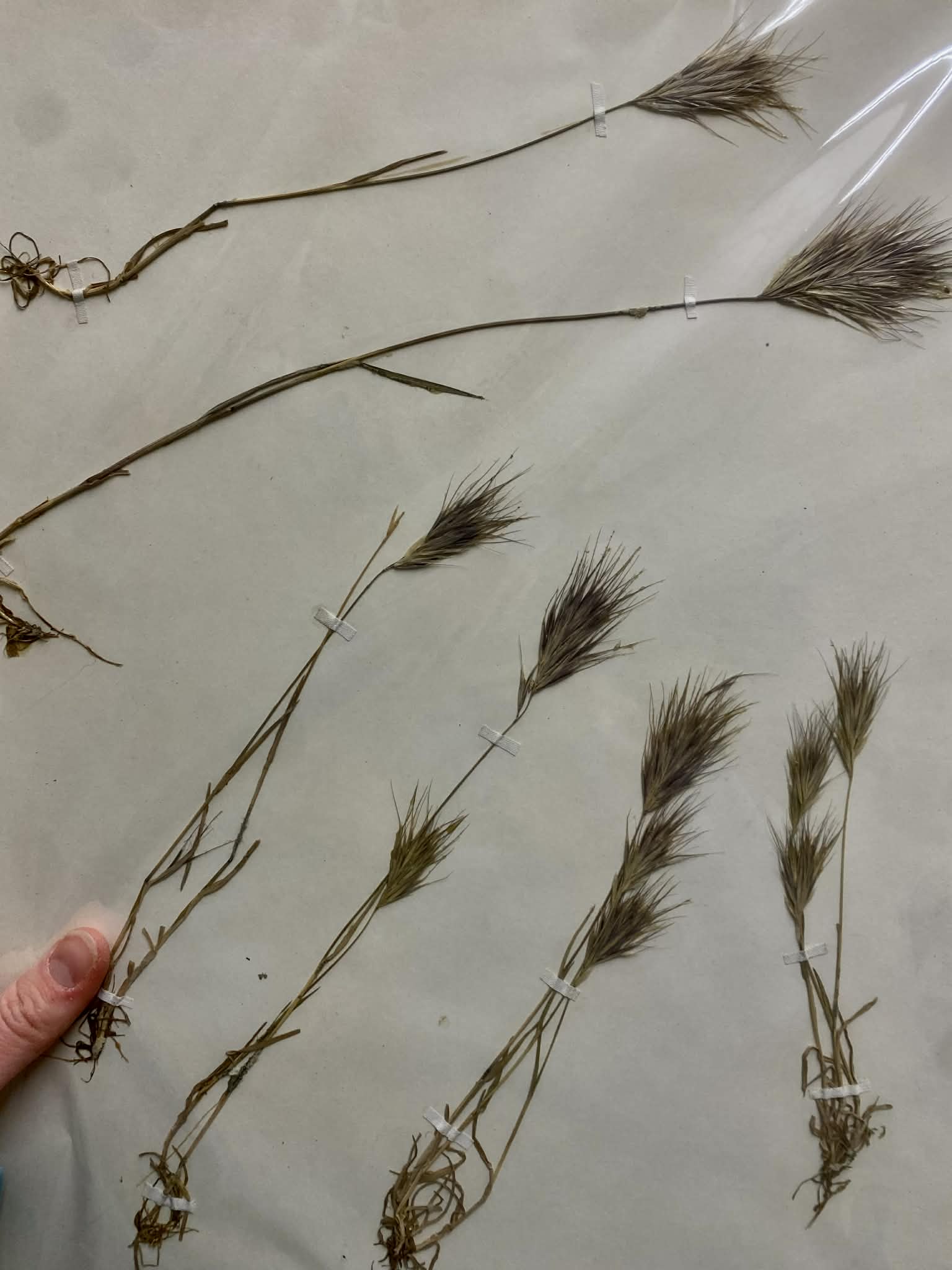 <p>Bromeae, A, I, Bromus rubens, red brome</p>