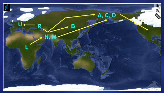 <p>na základě identifikovaných haplotypů a haploskupin lze rekonstruovat postupnou migraci moderního člověka z Afriky do celého světa</p><p>haploskupiny mtDNA, které se jako první objevují na daném kontinentu a jsou pro něj typické</p>