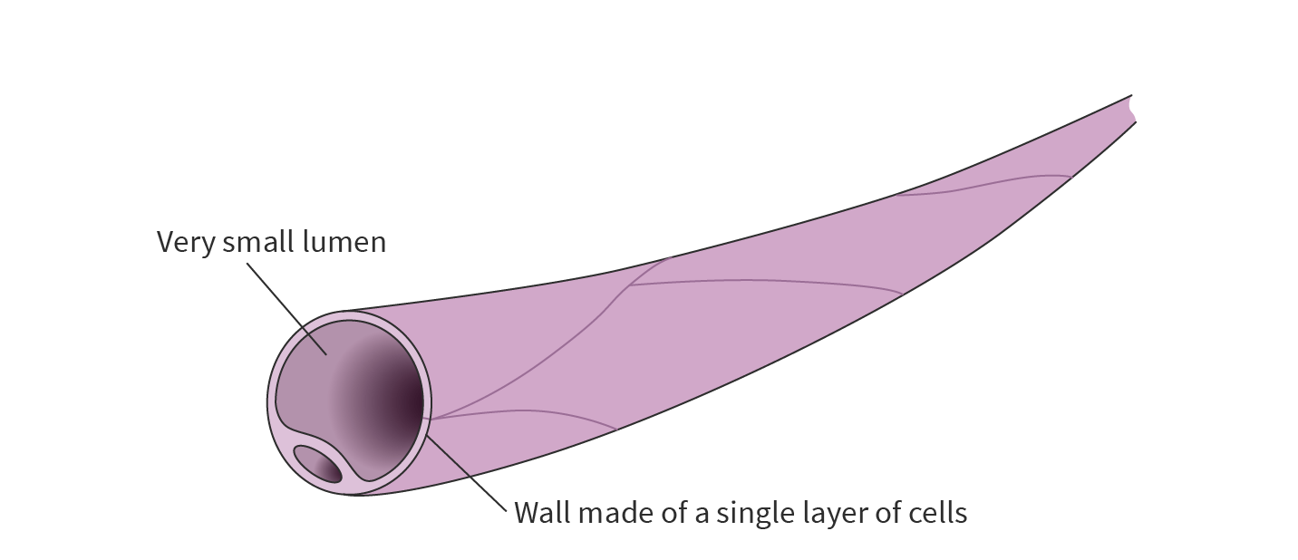 <ul><li><p>Smallest type of blood vessel</p></li><li><p>They have thin walls (only a single cell thick) to:</p><ul><li><p>Easily exchange substances (like nutrients + oxygen) with cells</p></li><li><p>Take away waste products (like CO2)</p></li></ul></li><li><p>Capillaries have low blood pressure, so it flows more slowly</p></li></ul><p></p>