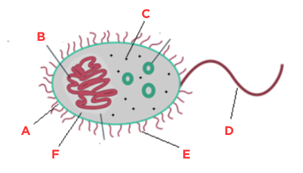 <p>What is structure ‘E’ called?</p>