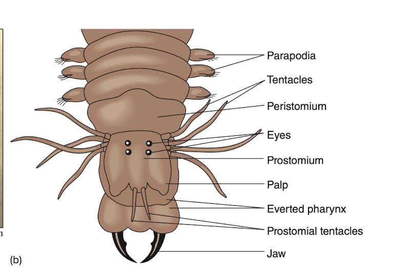 <p>Polychaeta.</p>