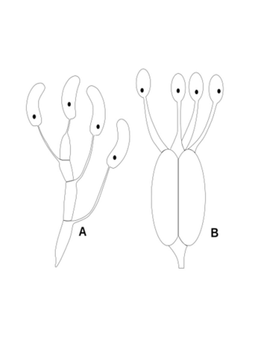 <p>phragmobasidium to</p>
