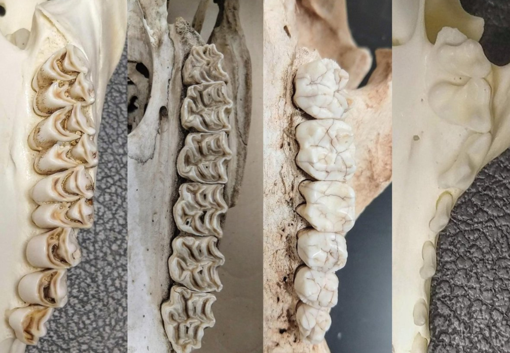 <p>On basis of shape and formation of the facies occlusalis of corona dentis, we can describe 3 types of tooth: </p>