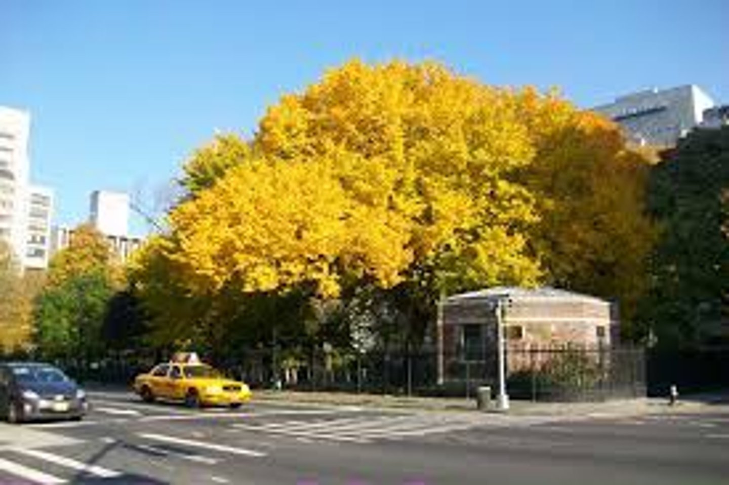 <p>photosynthetic pigment found in plants that reflects yellow to orange light wavelengths; type of carotenoid</p>
