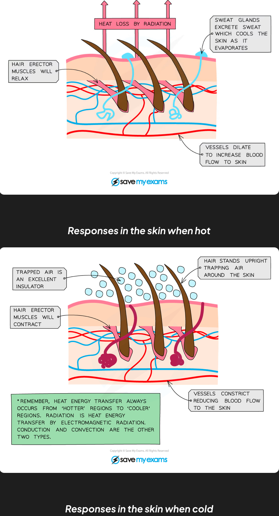 <p>Vasodilation increases heat loss; vasoconstriction reduces it</p>