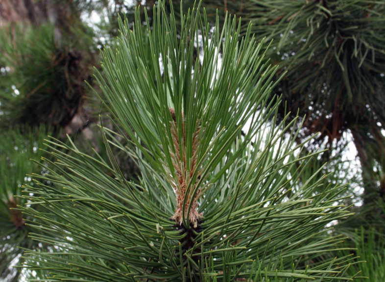 <p>Pinus nigra</p>