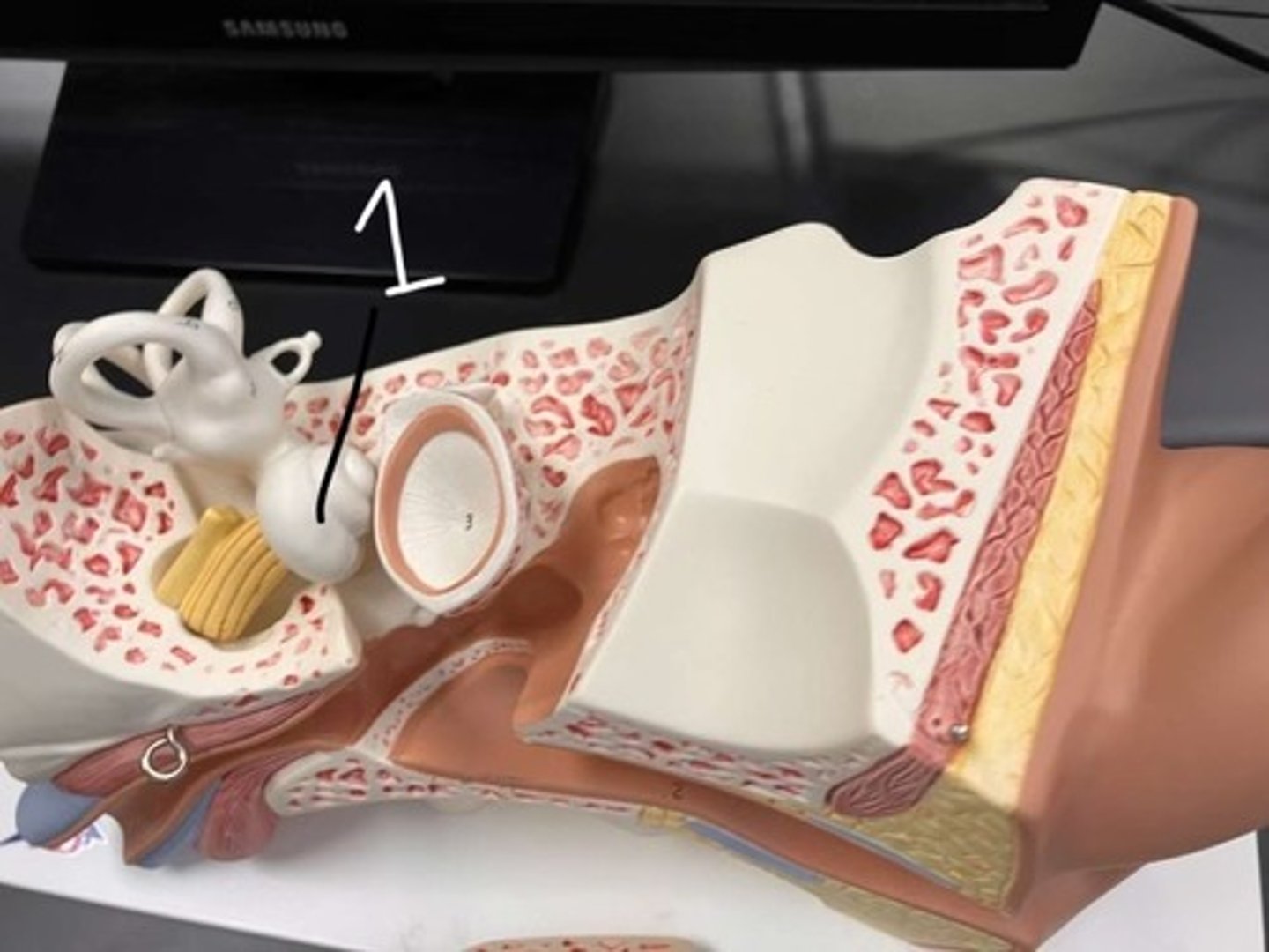 <p>According to the model, what does #1 represent?</p>