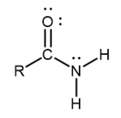 <p>Nitrogen atom single-bonded to a carbonyl carbon and two hydrogens</p>