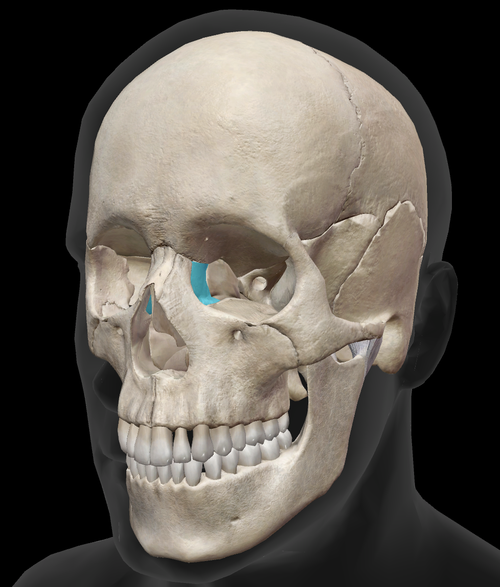 <p>What bone is this?</p>