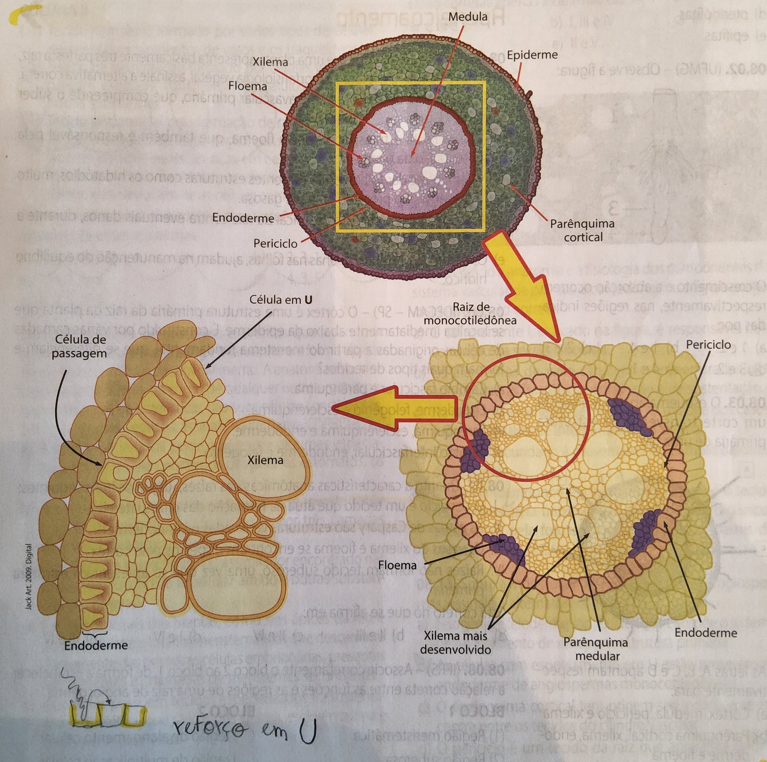 * não apresentam crescimento secundário
* reforços em U
* células de passagem - que desaparecem à medida que a raiz envelhece
* parênquima modular