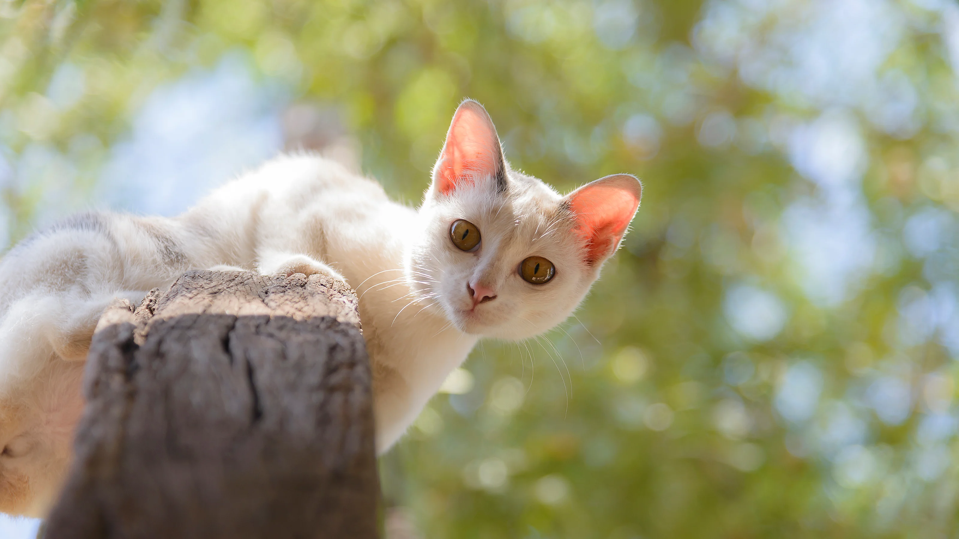 cat