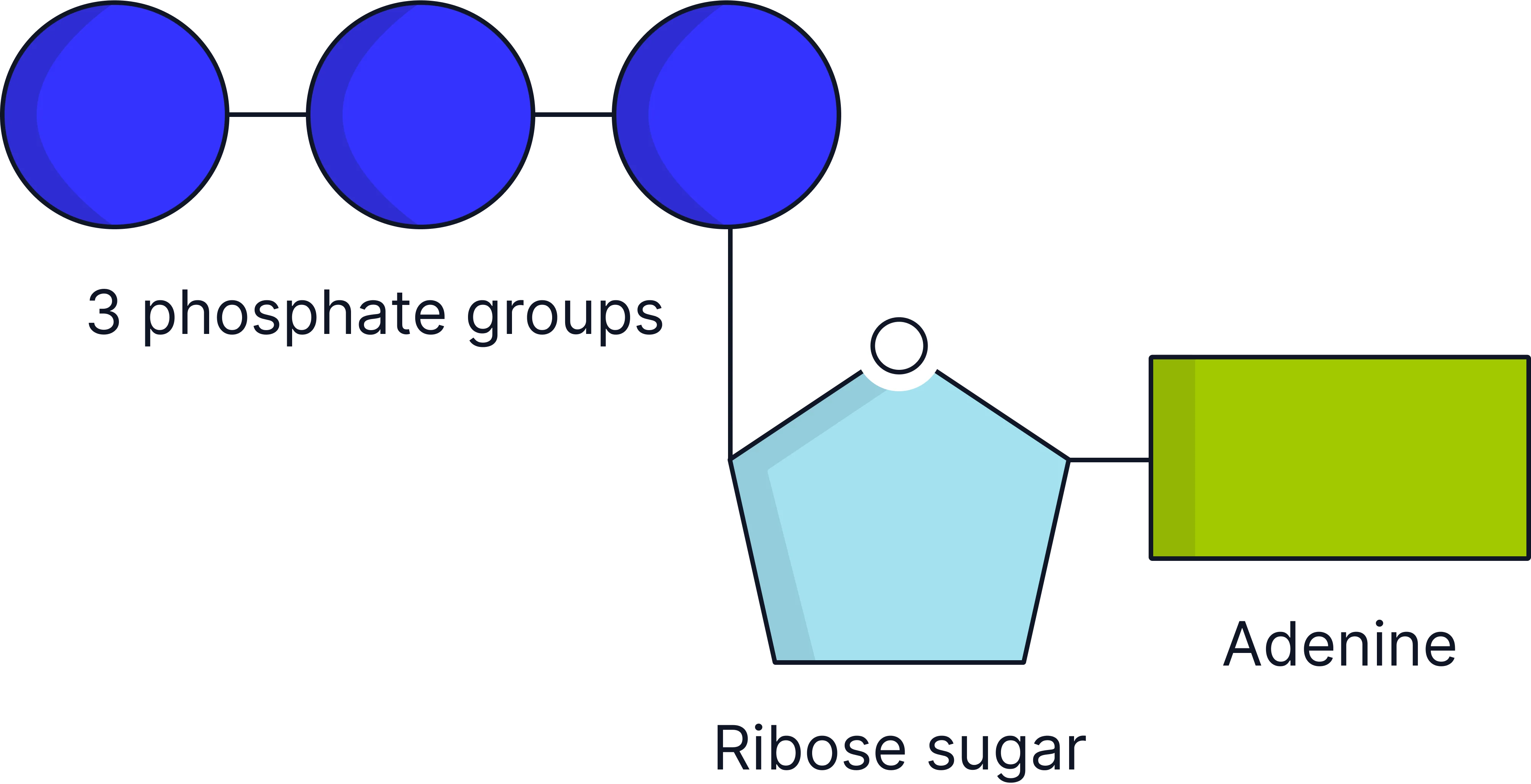 <ul><li><p><strong>Adenine </strong>– nitrogenous base.</p></li><li><p><strong>Ribose </strong>– a pentose sugar.</p></li><li><p><strong>Three phosphate groups </strong>– key to energy storage and release.</p></li></ul><p></p>