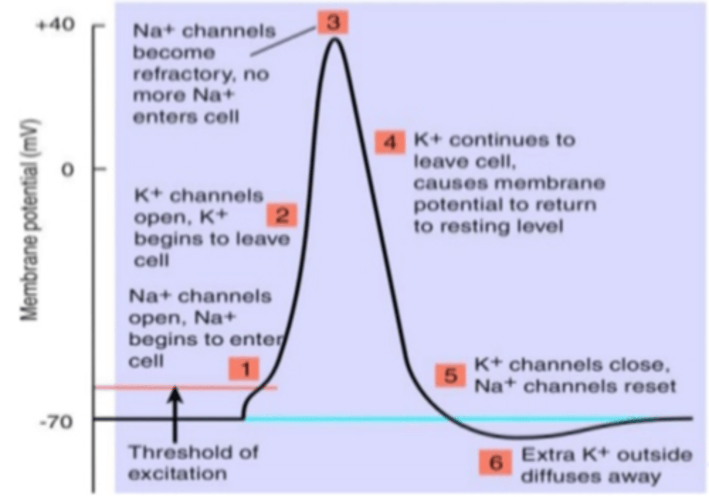 <p>Na channels open, Na begins to enter the cell.</p><p>K+ channels open, K+ begins to leave the cell.</p><p>Na+ channels become refractory, no more Na+ enters the cell.</p><p>K+ continues to leave the cell causing the membrane potential to return to resting level.</p><p>K+ channels close, Na+ channels reset.</p><p>Extra K+ outside diffuses away.</p>