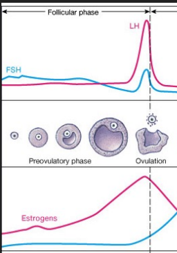 <p>High enough levels of estrogen positively feedback to the hypothalamus and anterior pituitary to secrete a surge of LH. </p><p> This surge stimulates ovulation of the oocyte.</p>