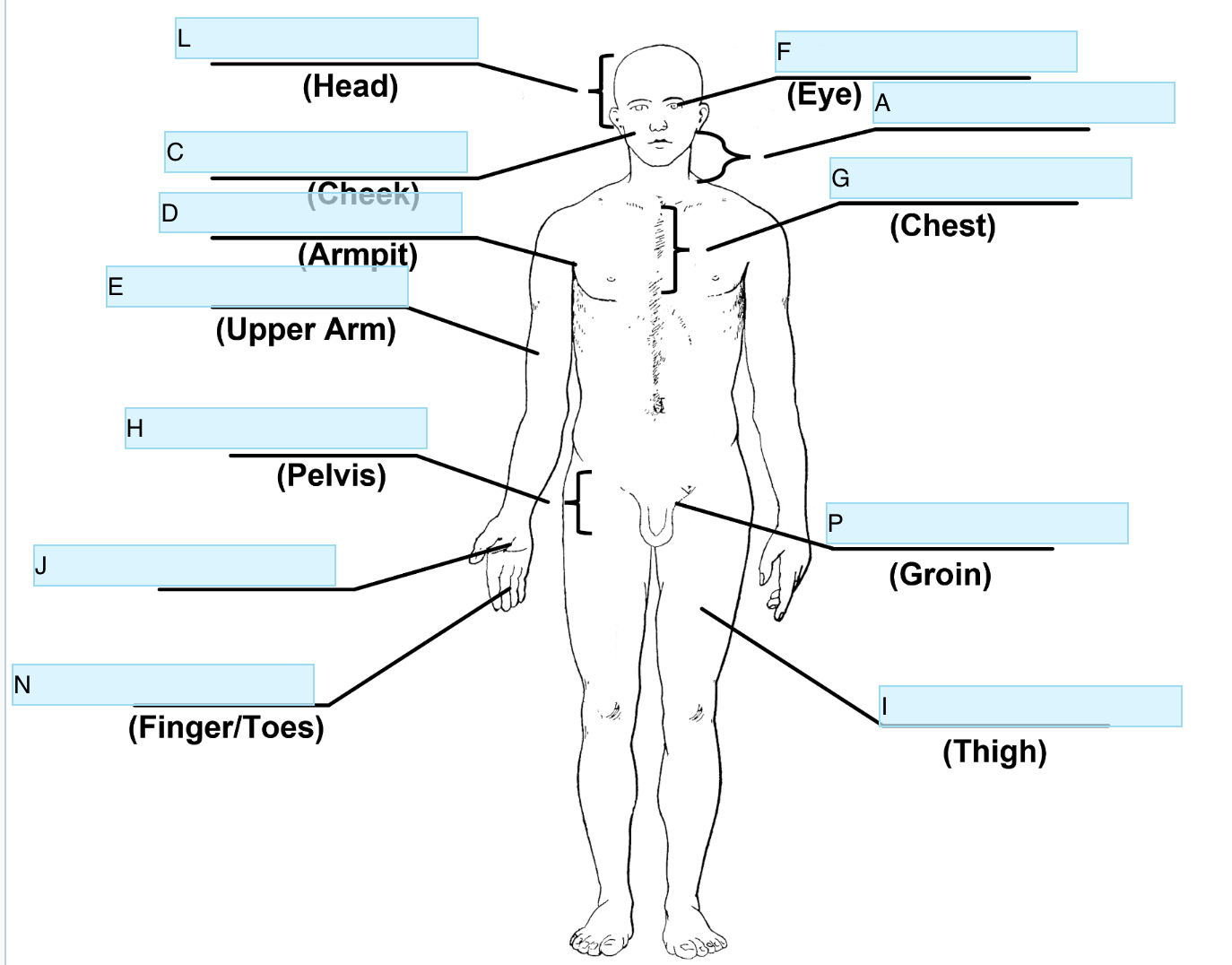 <p>Anatomical term for A</p>