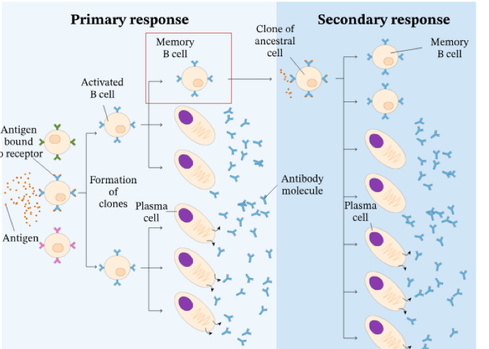 <p>What is a memory cell?</p>