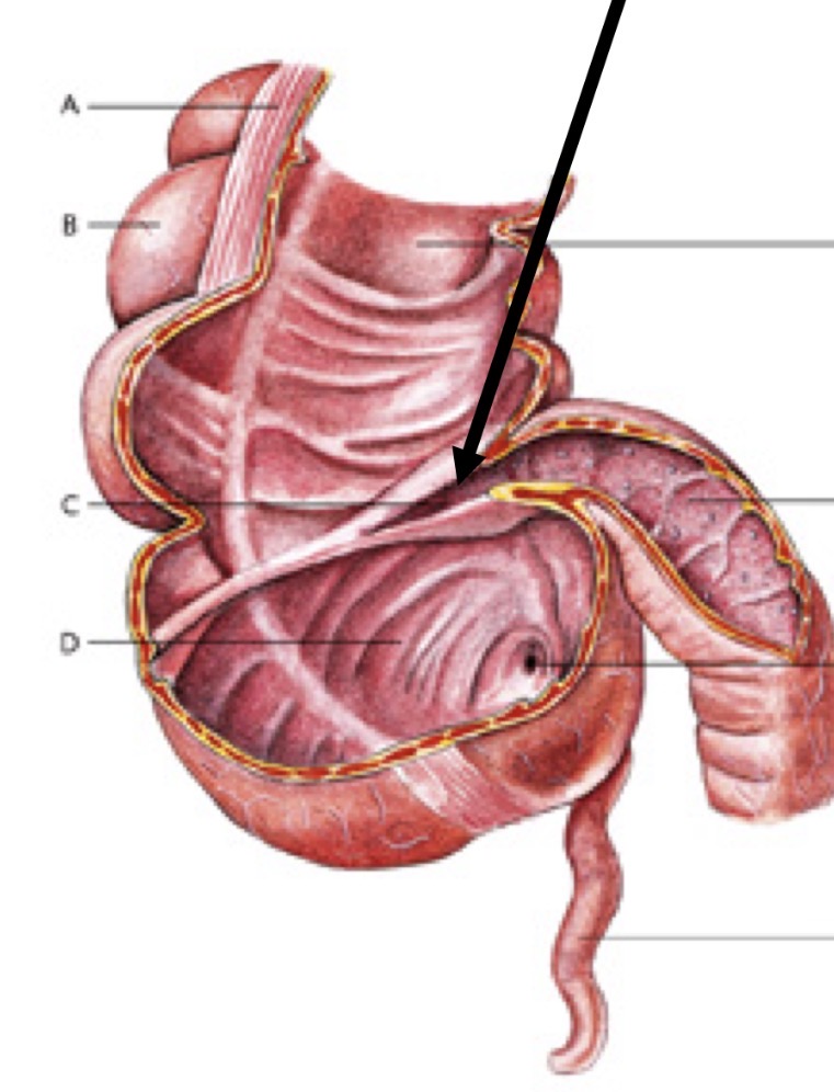 <p>Wat is hier aangeduid</p>