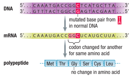 <ul><li><p><span>Has no effect on the operation of the cell (no consequences, will remain the same even with the mutations)&nbsp;</span></p></li><li><p><span>Usually occurs in non-coding regions (introns)&nbsp;</span></p></li><li><p><span>Change in codon can still represent same amino acid, since more than one codon code for same amino acid</span></p></li></ul><p></p>