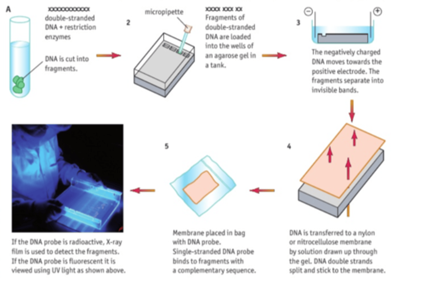 <p><span style="text-decoration:underline">Equipment</span></p><p>•Restriction enzymes</p><p>•Agar gel</p><p>•Gel tank</p><p>•Electrical supply + electrodes</p><p>•Micropipettes</p><p>•DNA sample</p><p>•Loading dye</p><p>•UV light camera</p><p>Buffer solution</p><p>•Beaker</p><p></p><p><span style="text-decoration:underline">Method</span></p><p>Mix DNA with restriction enzymes and loading dye.</p><p></p><p>Prepare agar gel in tank, with wells</p><p>Fill tank with buffer solution</p><p>Use micropipette to load the restriction ladder in first well</p><p>Connect tank to electrical supply. Turn on and leave til dye has moved to opposite end of tank</p><p>Turn off, remove gel carefully and view under UV light.</p><p>Compare with known DNA profile.</p><p></p><p><span style="text-decoration:underline">Explanation/conclusion</span></p><p>DNA has an overall negative charge, which means it moves to the positive electrode</p><p></p><p>Different sized fragments travel different distances due to varying STRs within the introns (non coding regions of the DNA).</p><p></p><p>This creates a unique DNA fingerprint.</p><p></p>