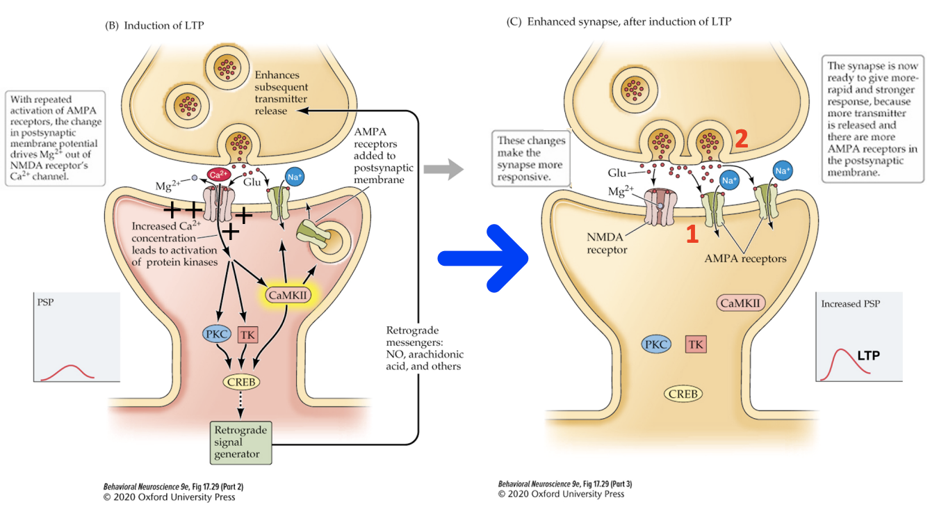 <p>NMDAR activation leads to </p><ol><li><p>more APMARs added to the post-synaptic membrane and </p></li><li><p>more glutamate release, which makes the connection stronger!</p></li></ol><p></p>