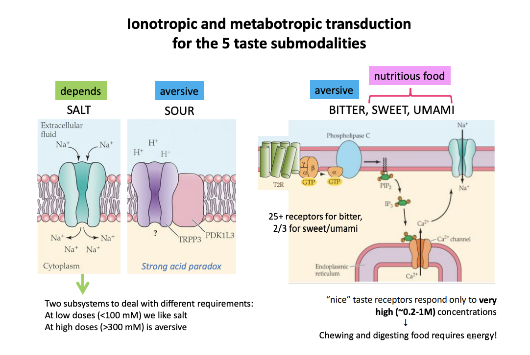 <ol><li><p>sweet</p></li><li><p>umami</p></li><li><p>bitter</p></li><li><p>sour</p></li><li><p>salt</p></li></ol><p>→ each with its own receptor proteins→ taste receptor cells and transduction mechanism</p><p></p>