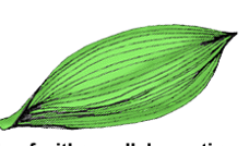<p>This angiosperm have parallel venation in leaves…</p>