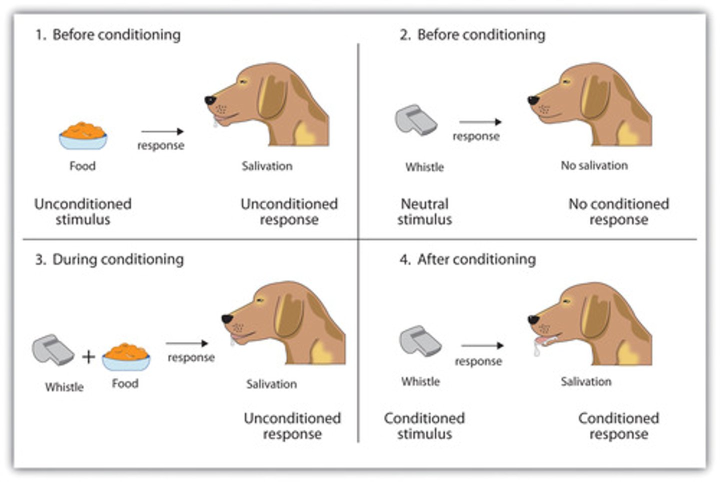 <p>In this example, your mom's phone call is the Neutral Stimulus. The Amazon gift card is the Unconditioned Stimulus, which elicits the Unconditioned Response of you feeling happy. Once you begin to associate gift cards with your mom calling, your mom calling becomes the Conditioned Stimulus, which elicits a Conditioned Response of you feeling happy. What a tricky mother you have!</p>